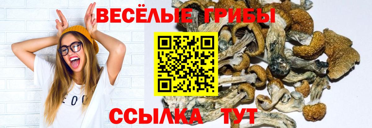 Галлюциногенные грибы Psilocybe  Вход с VPN  Боровичи 